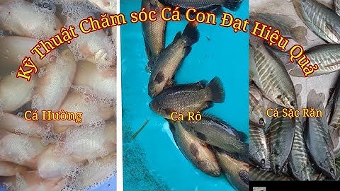 Kỹ Thuật Ương Cá Rô.Sặc rằn.Cá Hương Đạt Hiệu quả