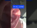 🫠😉😅I'm ALL Ears!! #ears #imallears #johnnyroostercomedy