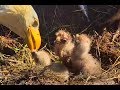 Mom and dad feed all three! Sauces Eagles nest. 10.55 / 17 March 2018