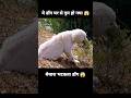 वो डॉग अपने घर से भटक चुका हैं 😱 #short #dog #movie