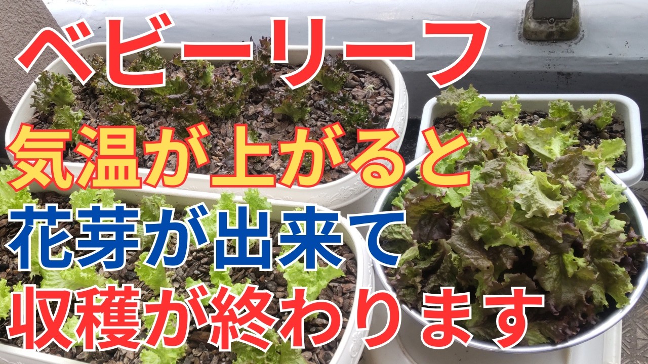 3/4【ベビーリーフ】春準備　3月になって気温が上がると花芽が出来て収穫が終わるので防風シートを外します