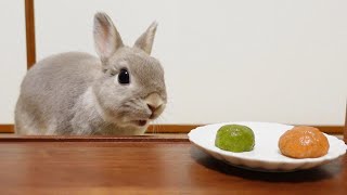 The rabbit will not be able to conceal joy and excitement in the first dumpling.