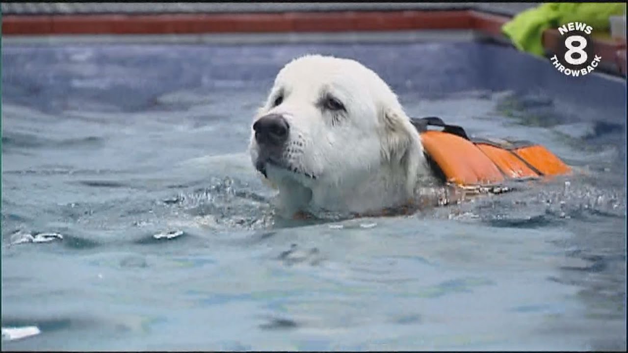 The Total Dog: Fitness for Fido