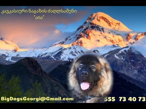 ფილმი კავკასიური \"ქართული\" ნაგაზის შესახებ. Documentary film about Caucasian \"Georgian\" shepherd.