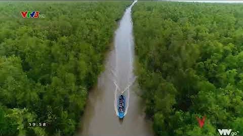 V - Việt Nam | Khám phá rừng ngập mặn Cà Mau | 05/01/2020