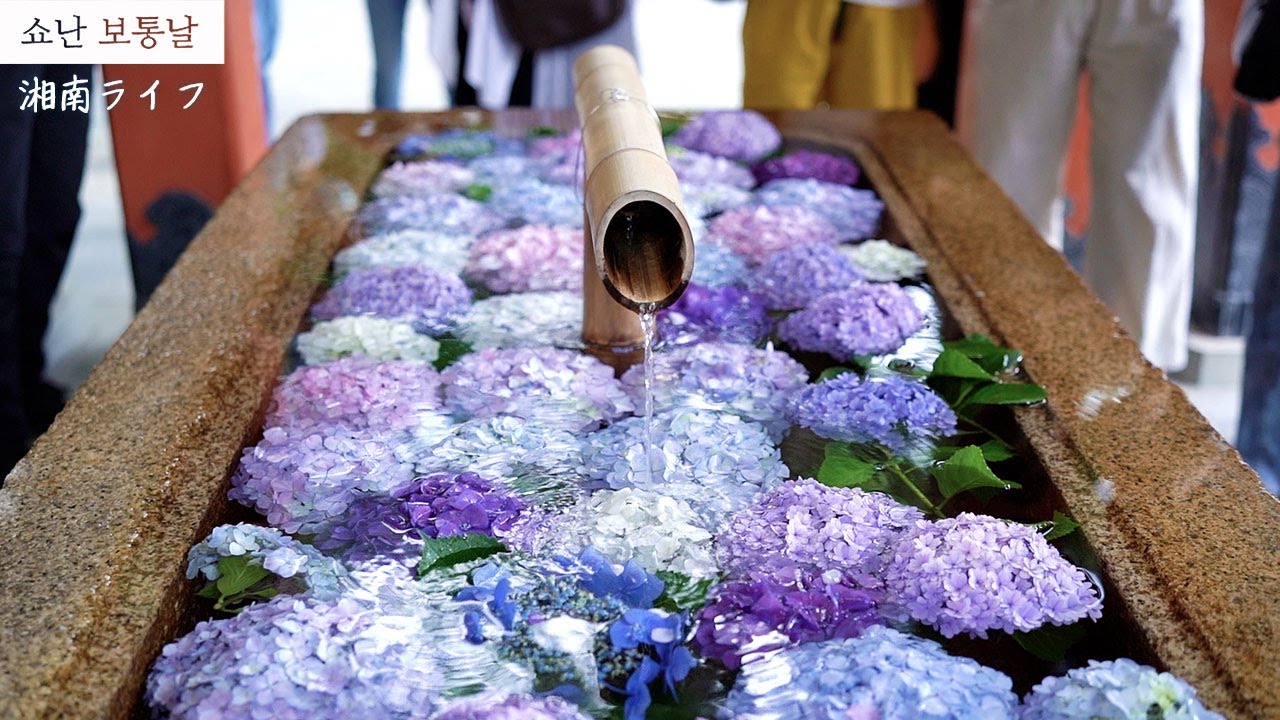 수국 여름의 시작 あじさい 夏の始まり 雨の鎌倉 花手水 한국어 日本語 Youtube