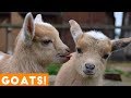 [PETS FOR KIDS] Try Not To Laugh Animals Cute & Funny Goat Fail Compilation April 2018