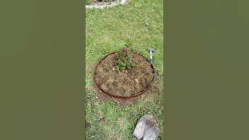 Оформляю приствольные круги Удобно поливать и не растут сорняки 