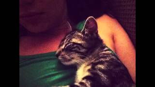 201 Ways Cats are Completely Overrated