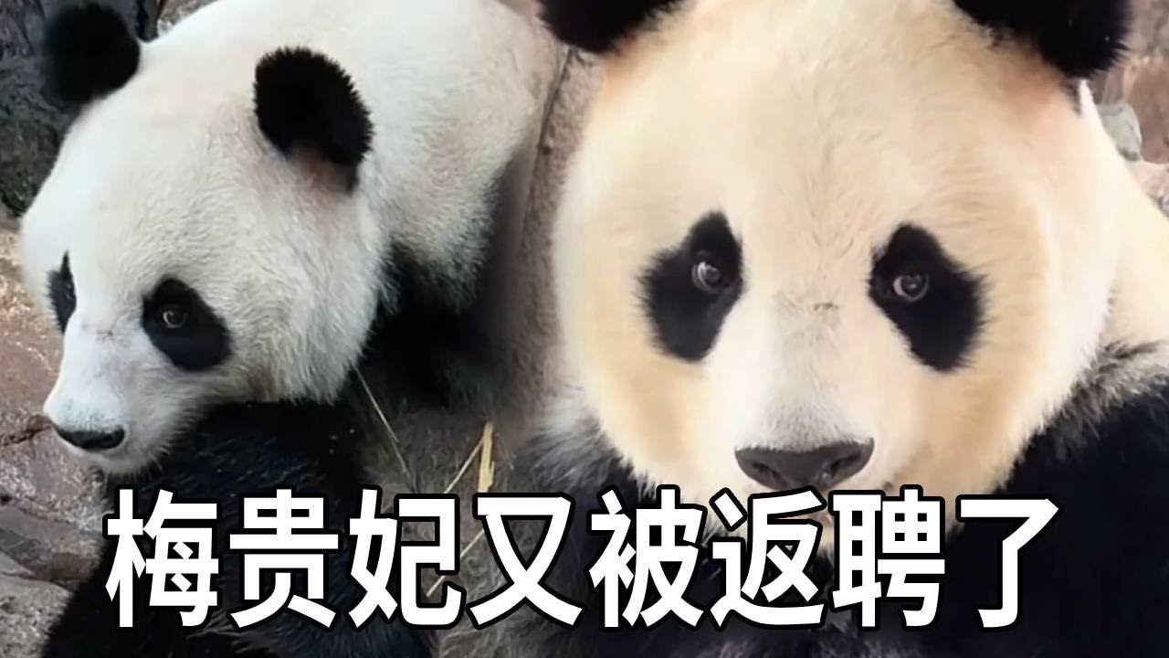 梅贵妃这次不仅又被返聘，还要兼职带外孙，这搁谁谁不生气呀～【你好大熊猫】