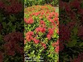 KL030 - Flower at road side 4 #travel  #malaysia #kualalumpur