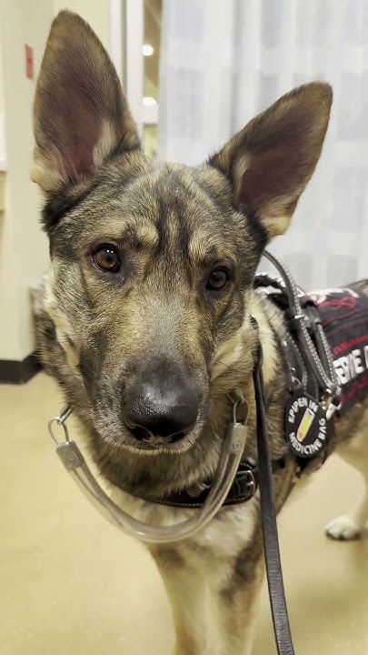 Where Do Service Dogs Go When Their Humans Need Tests At The Hospital where-do-service-dogs-go-when-their-humans-need-tests-at-the-hospital