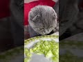 My cat eating cucumbers 🥒 #cat #asmr #cute #cutecat #scottishfold