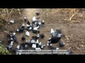 Леушковские голуби