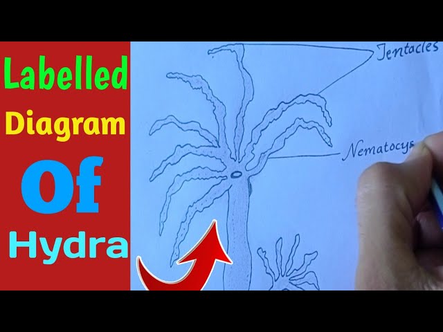 Hydra Examination Lab with Daphnia