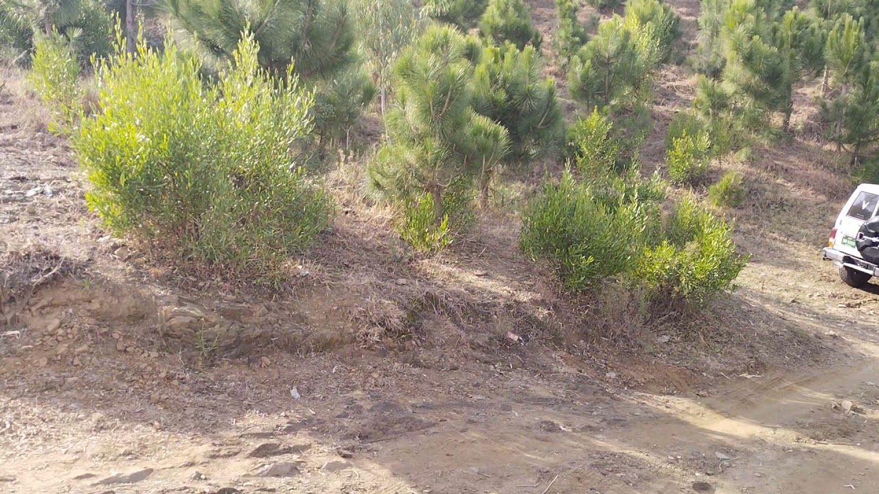 #TenBillionTreeTsunami