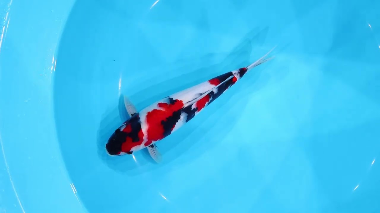 若鯉直前販売会2026】AJYKS2026-063の出品鯉のご紹介！！ - YouTube