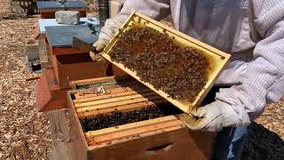 Beekeeping. Two queens in one package update.