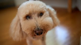 Capturing Your Furry Friend: Photographing Bichon Frises