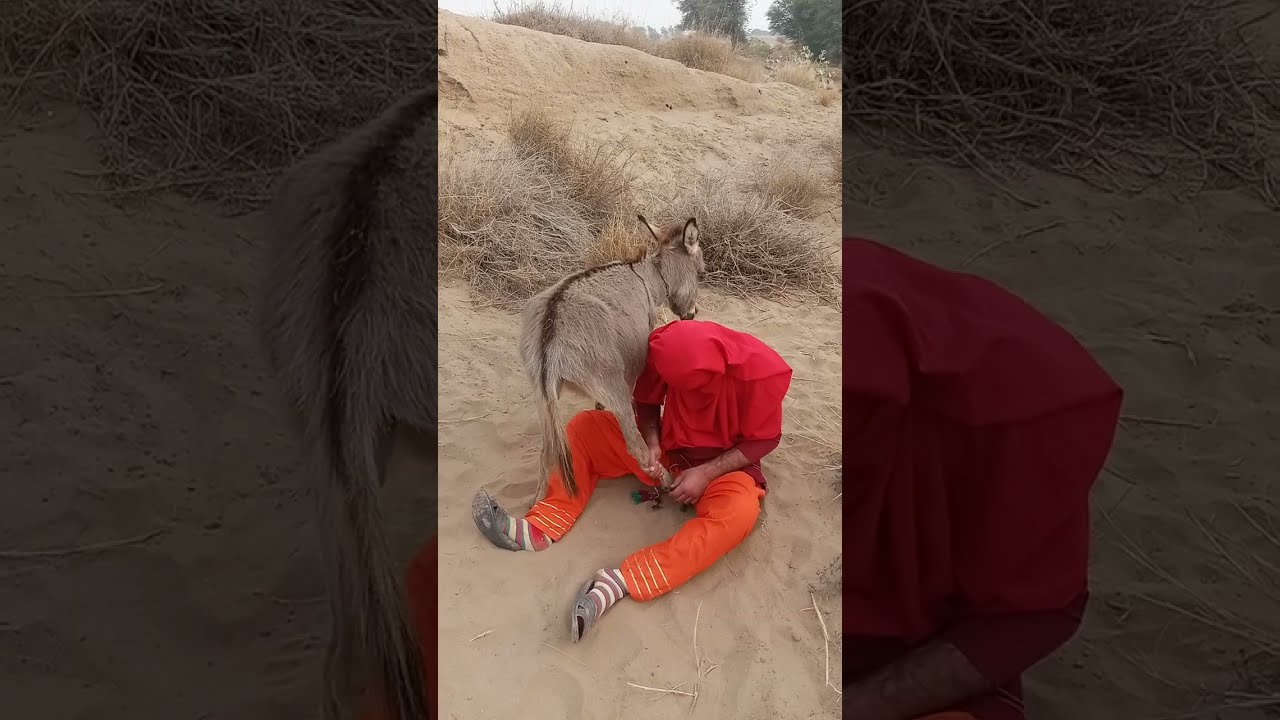 My new Fanny donkey🐴🤣😝