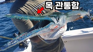 사람 목을 한방에 뚫어버린 뾰족한 입을 가진 물고기