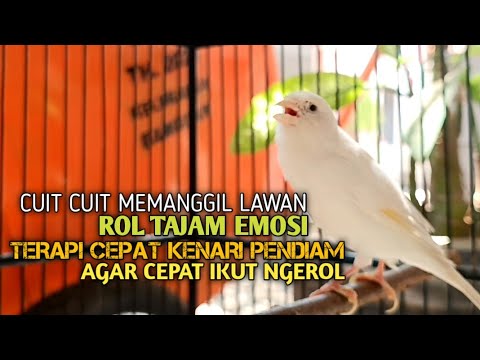 kenari gacor panjang Cuit Cuit EMOSI, Pancingan Kenari Paud Belajar Bunyi, terapi AMPUH Kenari MACET