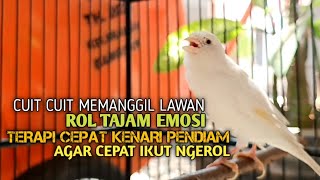 kenari gacor panjang Cuit Cuit EMOSI, Pancingan Kenari Paud Belajar Bunyi, terapi AMPUH Kenari MACET