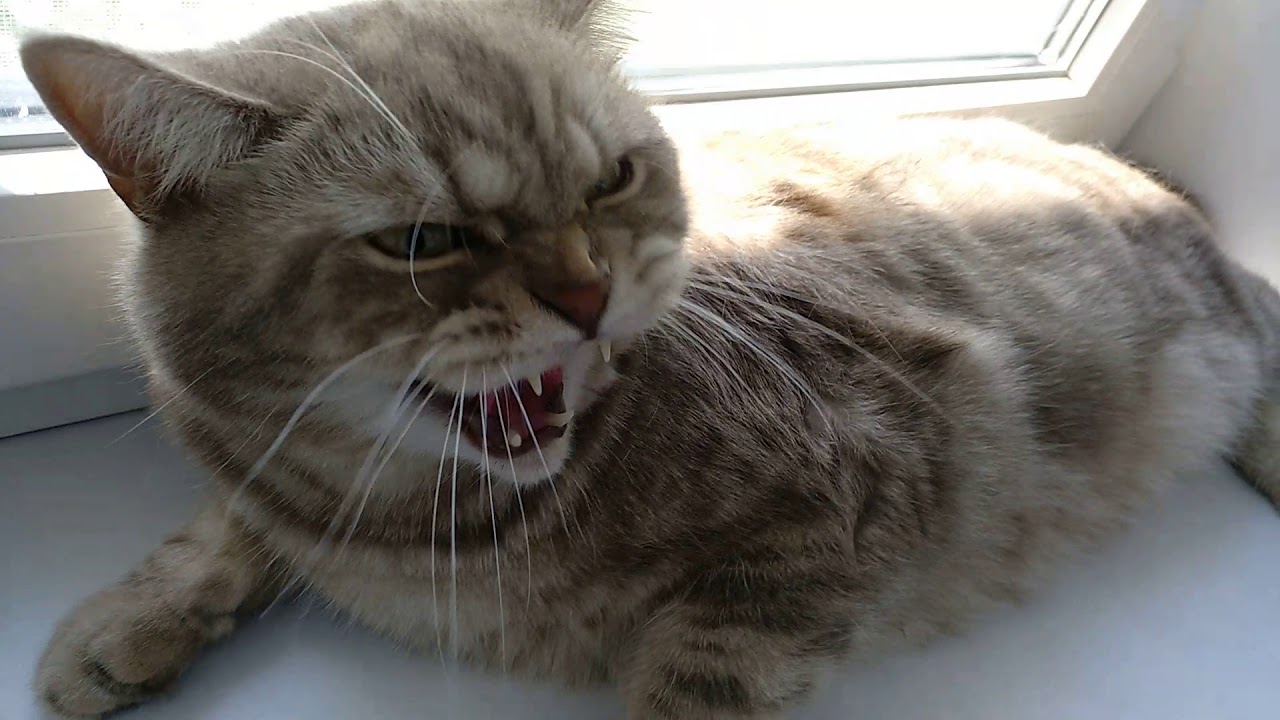 Кот на печку пошел