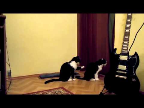 კატა ითხოვს პატიებას... ძალიან საყვარელია...