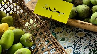Jade Dragon 🐉 Wango Mango Tasting