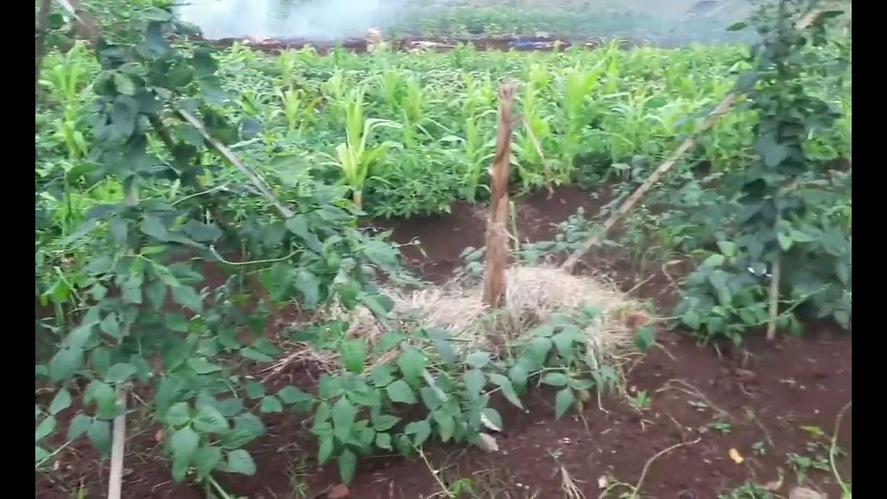 Pemanfaatan Lahan Kosong untuk Urban Farming di Pedesaan
