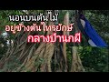 นอนเปลบนต้นไม้  ข้างต้นไทรใหญ่  อยู่กลางดงนกฮูก นกเค้าแมว (นกผี) ep.42