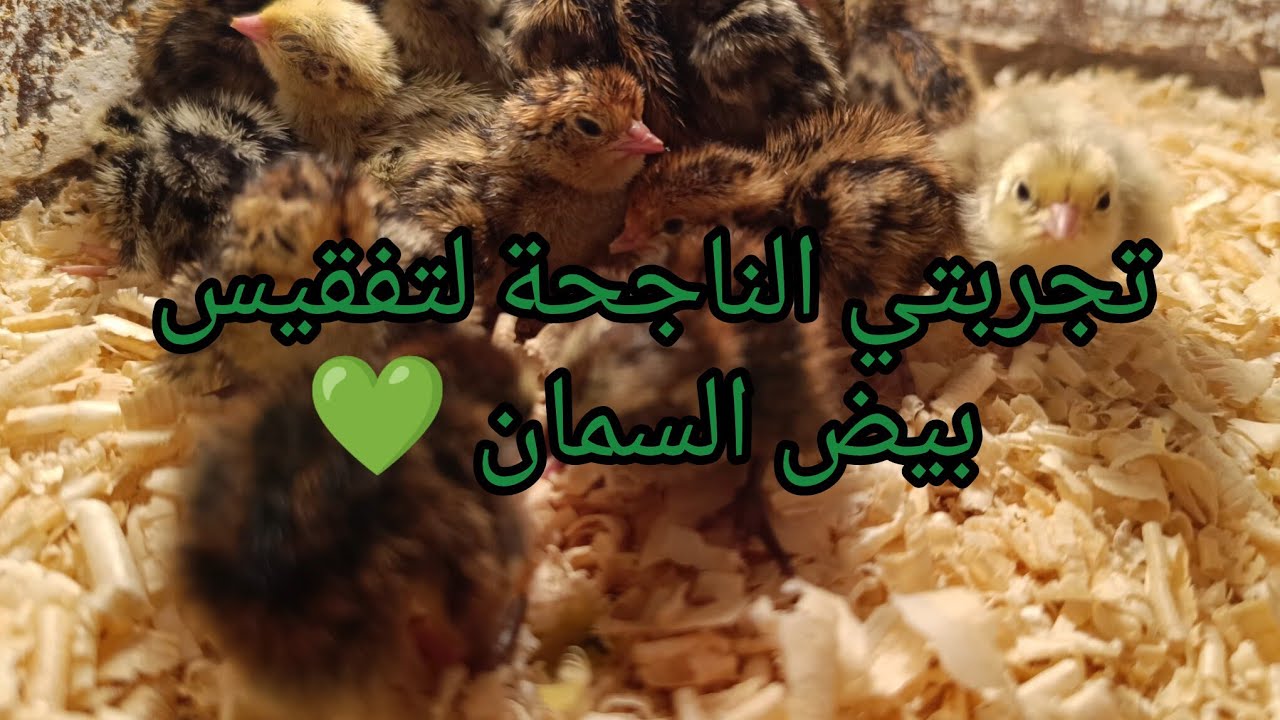 فيديو خااااص بمراحل تفقيس بيض السمان من اليوم الأول إلى اليوم الاخير🍀🌿 مع بعض المعلومات حول الفقاسة💚
