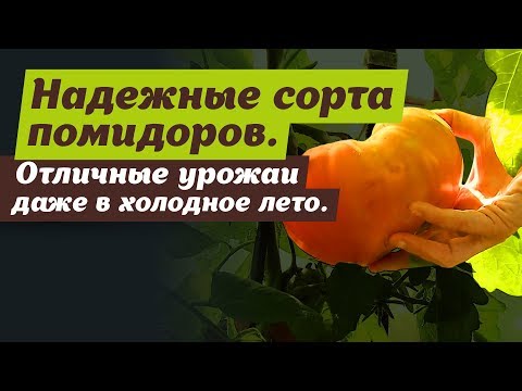 Надежные и урожайные сорта помидоров