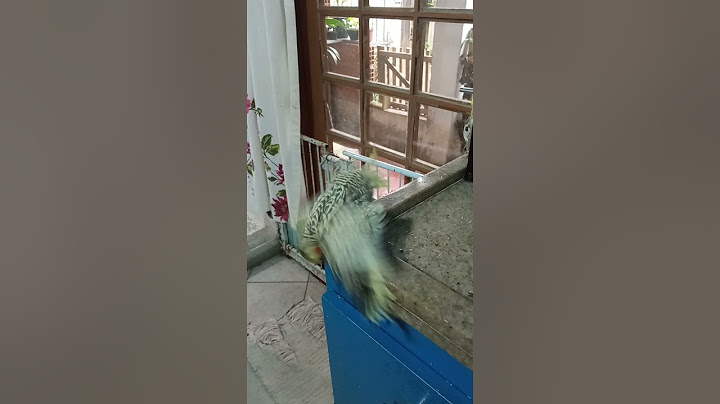 cada mergulho um flash.