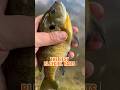 Best Bluegill Bait For Fall - You’re Using The WRONG One! #shorts #fishing #fallintoshorts