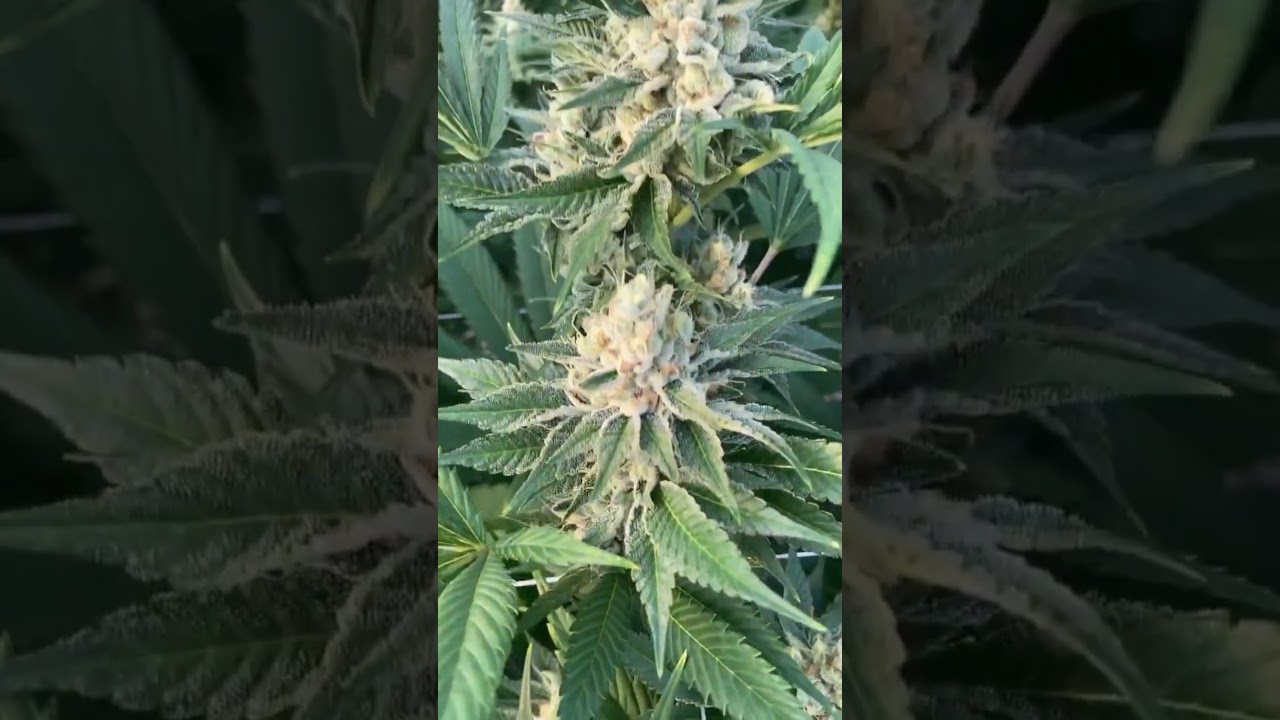 Strain SunsetSherbert x PurplePunch Indoor Bloom Tuần Thứ 8