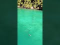 Dolfins Hunting?