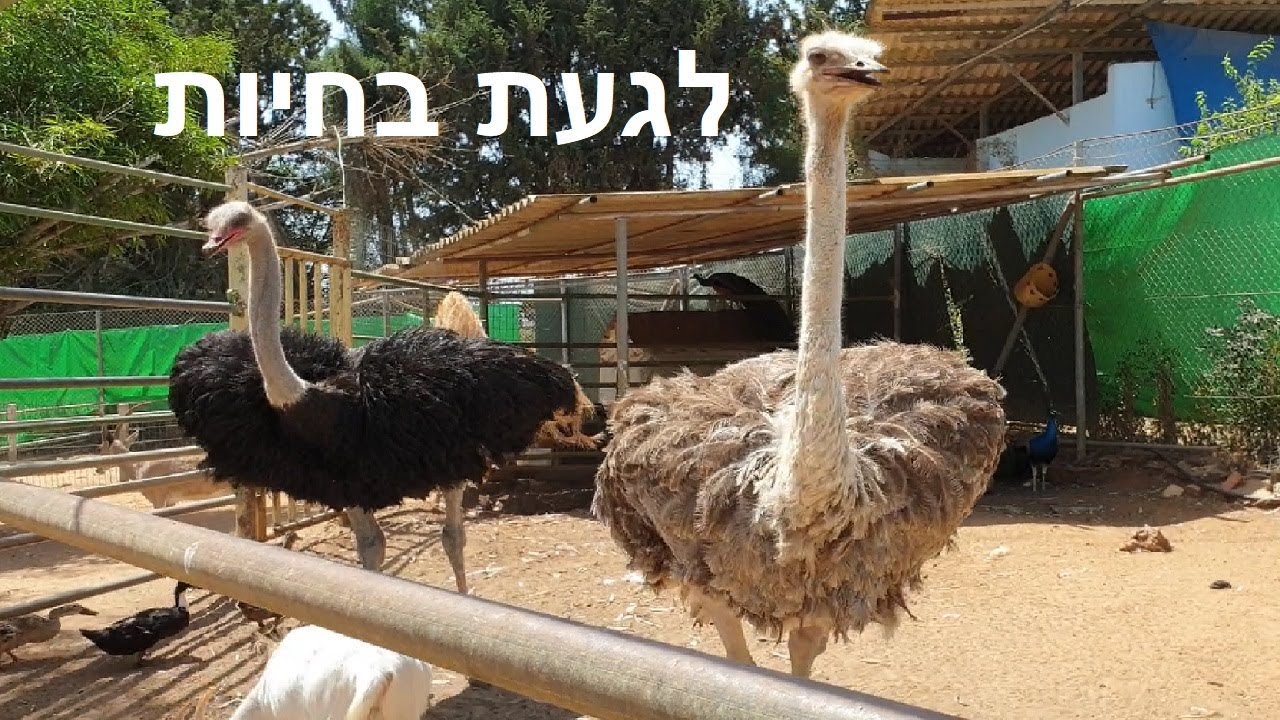 לגעת בחיות  |  Touch the animals