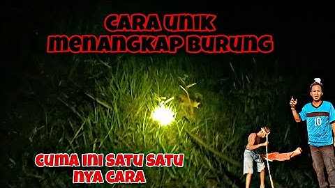CARA UNIK MENANGKAP BURUNG BELIBIS DENGAN RUAK RUAK ❓❓PEMULA PASTI SUKA