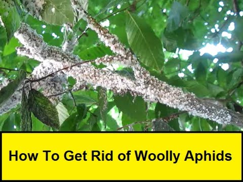 how to spray for woolly aphids