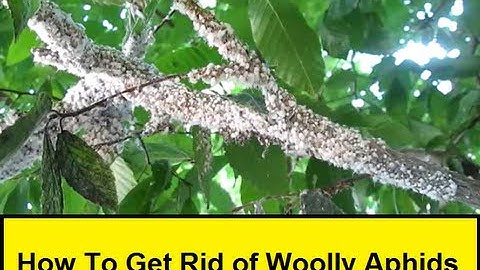 How To Get Rid of Woolly Aphids