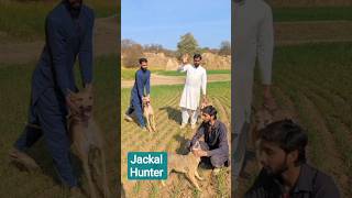 Gider Ka Shikar Coyote Hunting Hare dog