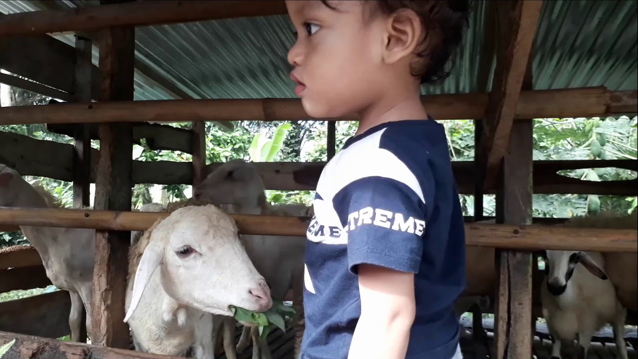 review kambing di kandang milik Paman 