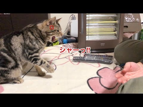 たとえ妹と喧嘩をしてしまっても永遠にベッタリ甘え続ける猫ｗ
