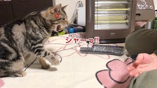 たとえ妹と喧嘩をしてしまっても永遠にベッタリ甘え続ける猫ｗ
