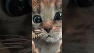 Funny Cat Little Kitten Adventure - Play Fun Pet Care  Infant Learning cartoons Videos for babies