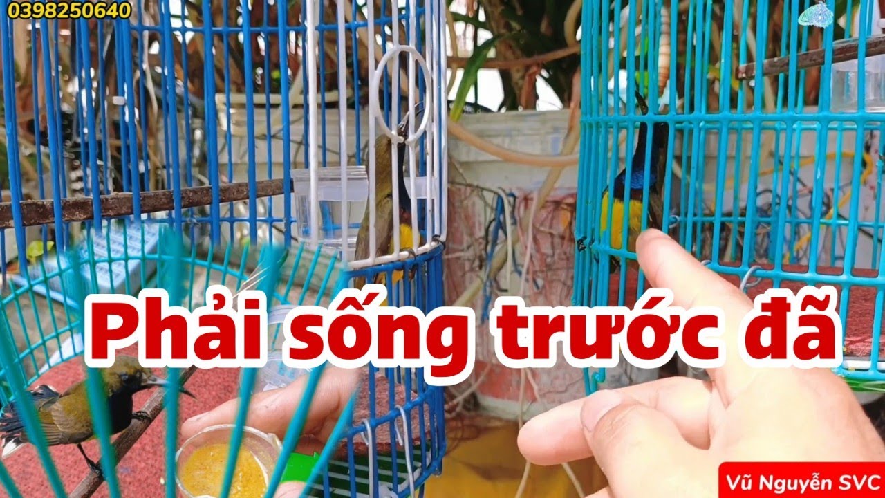 CÁCH CHỌN CHIM HÚT MẬT 5 MÀU Ở TIỆM, CHIM TỐ CHẤT MÀ CÓ TỈ LỆ SỐNG CAO NHẤT.