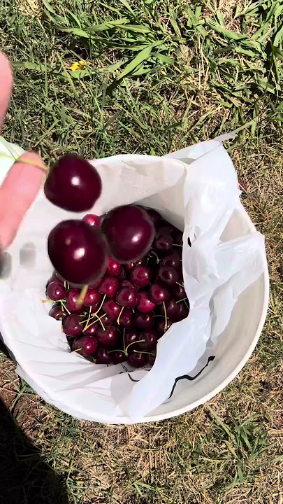 25KG OF CHERRIES 🍒 🍒 🍒