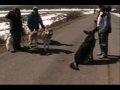 Sit Means Sit Dog Training with Brigette and Rio - Reno/Tahoe, Nv Sit Means Sit Dog Training with Brigette and Rio - Reno/Tahoe, Nv